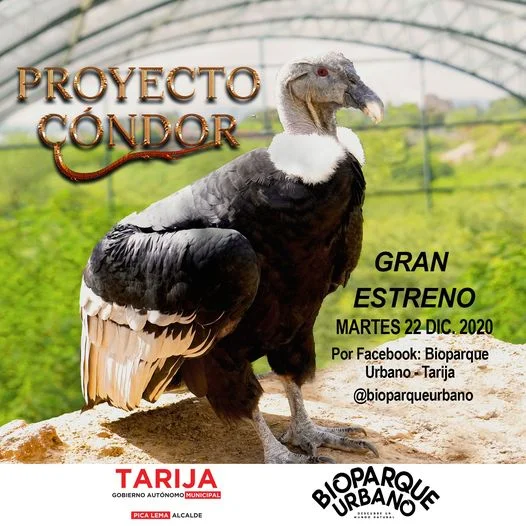 Video sobre el cóndor (Tarija)