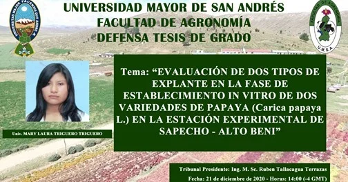 In vitro de variedades de papaya