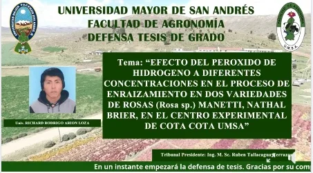 Enraizamiento en rosas