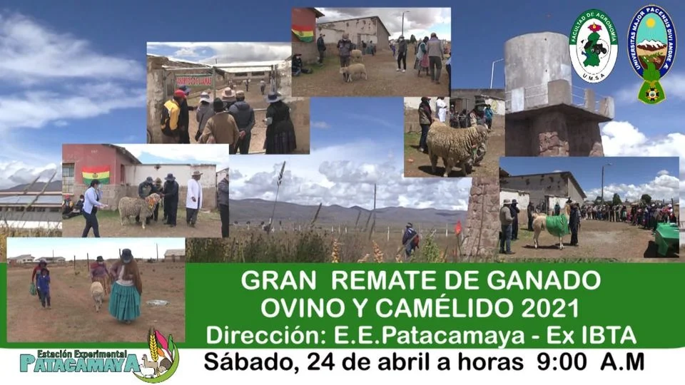 21_Renate_de_ganado-c18
