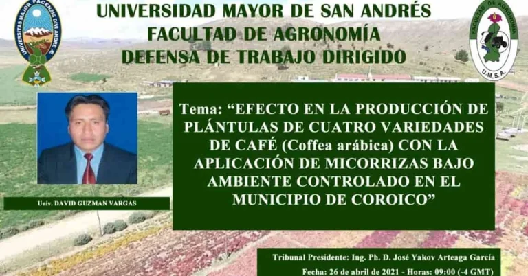 PLANTULAS DE CAFÉ CON MICORRIZAS