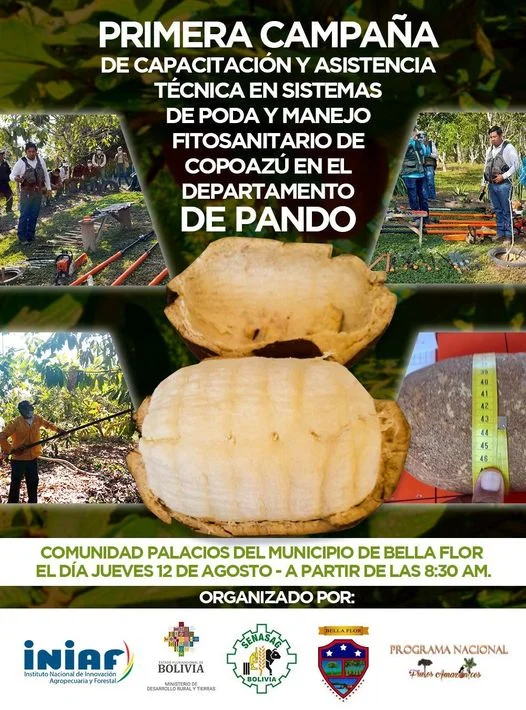 PODA FITOSANITARIA EN COPOAZÚ