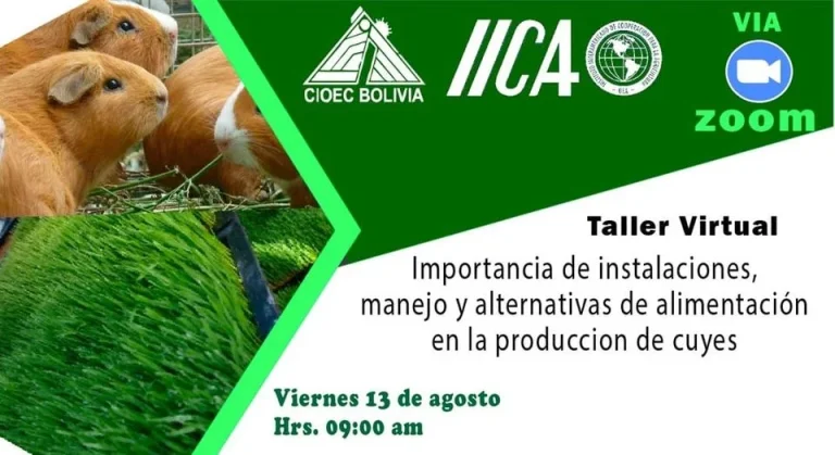 PRODUCCIÓN DE CUYES