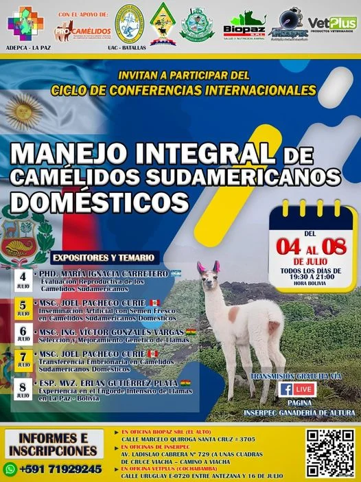 CAMÉLIDOS SUDAMERICANOS