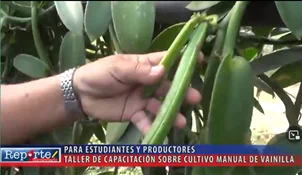 CULTIVO MANUAL DE VAINILLA – BENI