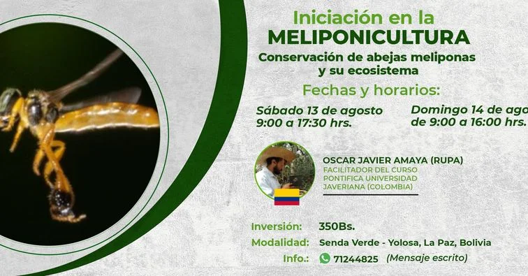 MELIPONICULTURA de abejas meliponas