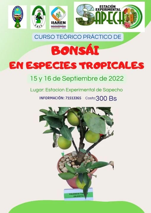 BONSAI ESPECIES TROPICALES – LP.