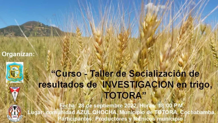 RENDIMIENTO DE TRIGO – CBBA.