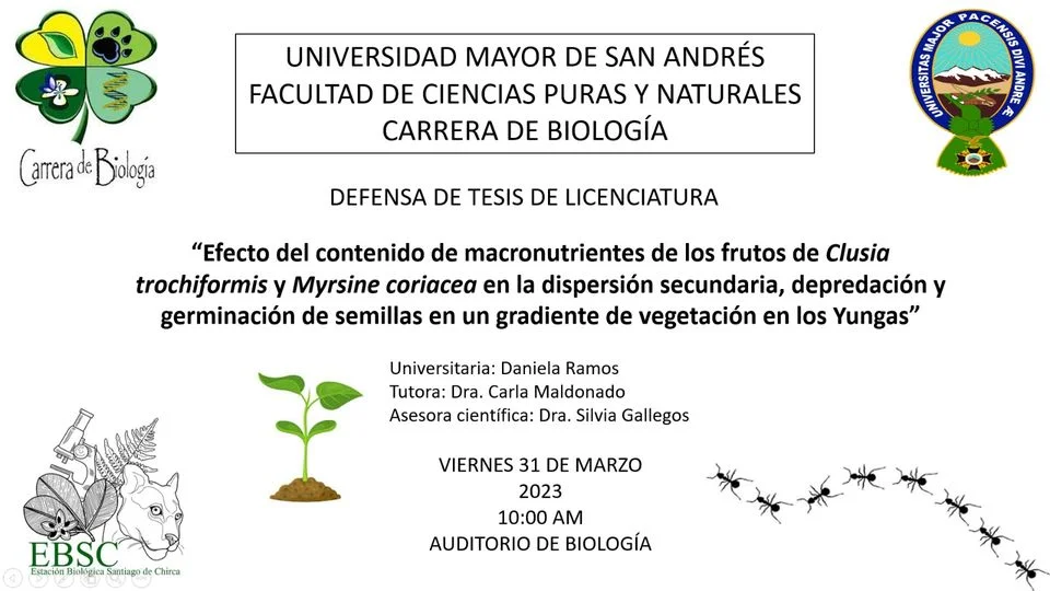 Tesis MACRONUTRIENTES DE LOS FRUTOS DE CLUSIA TROCHIFORMIS Y MYRSINE CORIACEA ... EN LOS YUNGAS, en La Paz, el 31/marzo.