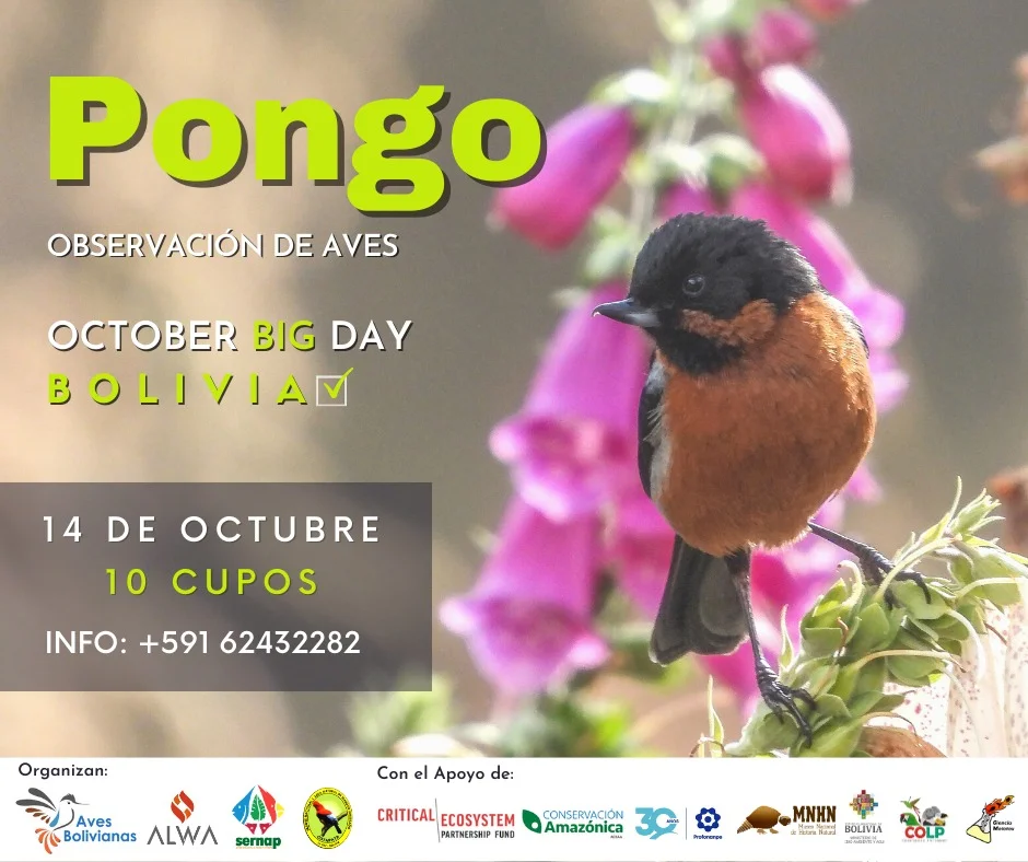 12_9_OBSERVACION-AVES1-727