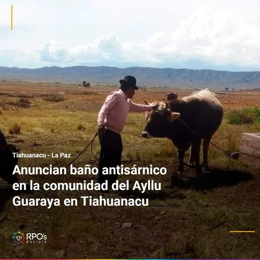 BAÑO ANTISÁRNICO PARA LOS ANIMALES, en La Paz, el 18-julio