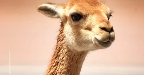 08_8_CONTEO-DE-VICUNAS-EN-LAS-AREAS-d6a