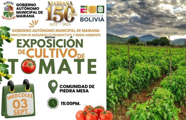 EXPOSICIÓN DE CULTIVO DE TOMATE, en Mairana – Santa Cruz, el 3-septiembre