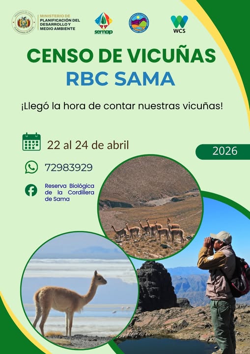 Censo Nacional de Vicuñas 2026, en Tarija, del 22 al 24-abril
