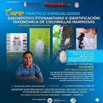 Curso “Diagnóstico fitosanitario e identificación taxonómicas de las Cochinillas harinosas”, en Cochabamba, inicia el 29-junio 7_29_ Curso “Diagnóstico
