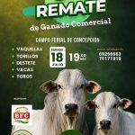 6_16_ Remate de ganado