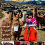 6_9_ Feria de Camélidos, en Cocapata