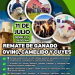 6_9_ Remate de Ganado en Patacamaya