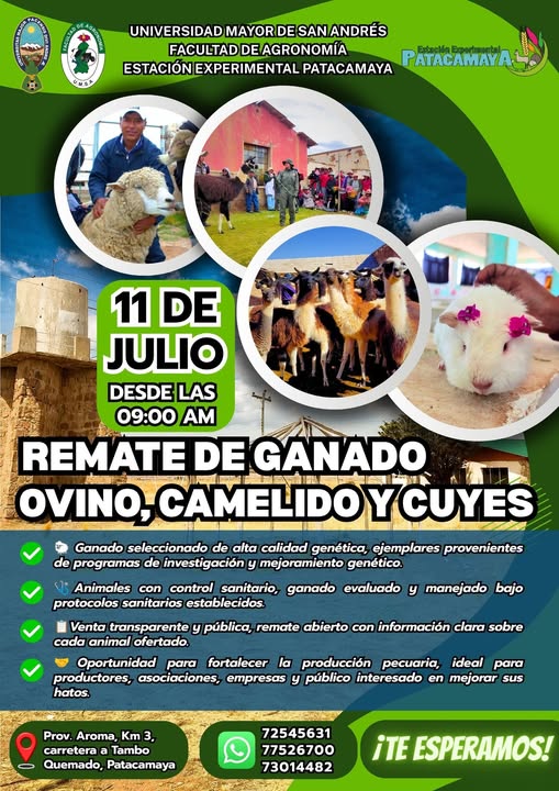 Remate de Ganado en Patacamaya, en UMSA – La Paz, el 11-julio